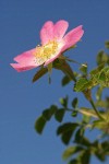 Sweetbriar Rose blossom & foliage against blue sky