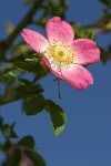 Sweetbriar Rose blossom & foliage against blue sky