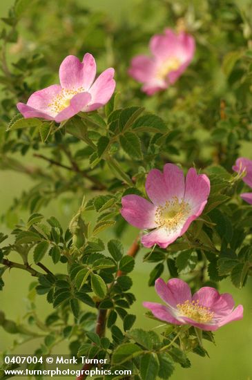 Rosa eglanteria