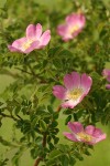 Sweetbriar Rose blossoms & foliage