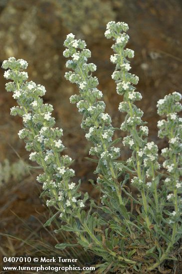 Cryptantha interrupta