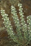 Elko Cryptantha