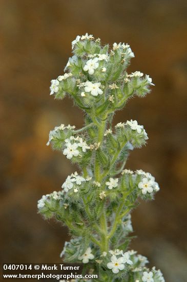 Cryptantha interrupta