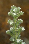 Elko Cryptantha blossoms detail