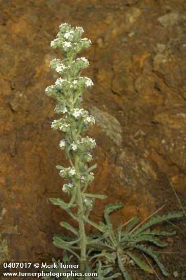 Cryptantha interrupta