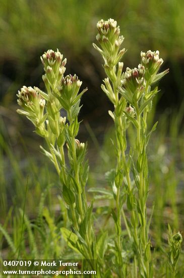 Castilleja cusickii