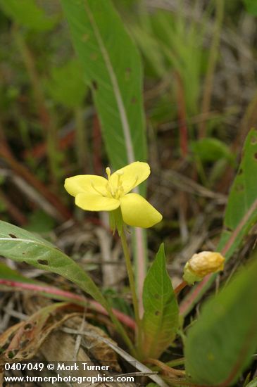 Camissonia subacaulis