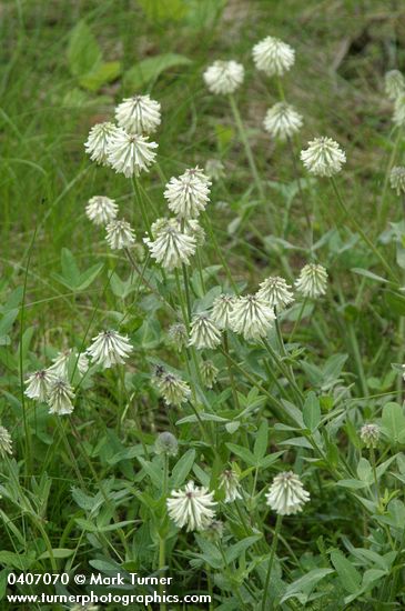 Trifolium eriocephalum ssp. arcuatum (T. eriocephalum var. piperi)