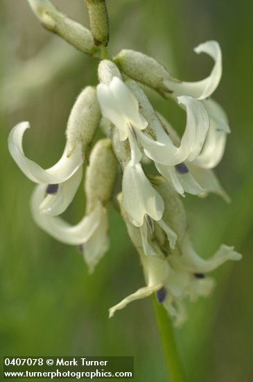 Astragalus canadensis