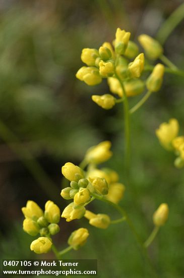 Draba densifolia