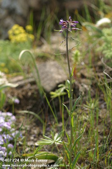 Arabis divaricarpa