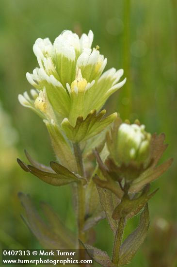 Castilleja ambigua (Orthocarpus castillejoides)