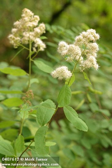 Spiraea ×pyramidata