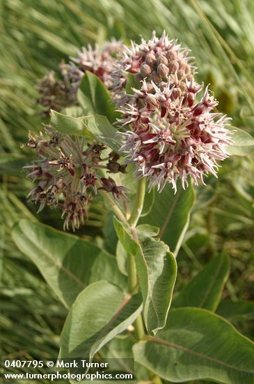 Asclepias speciosa