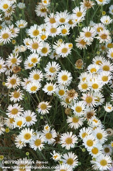 Erigeron divergens