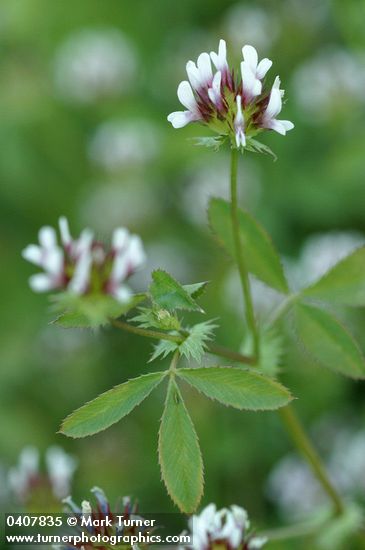 Trifolium oliganthum