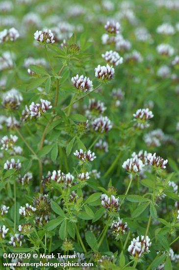 Trifolium oliganthum