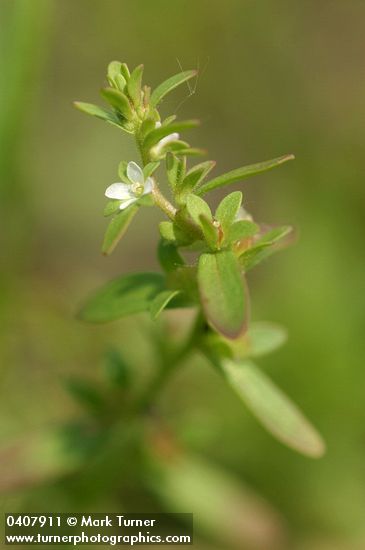 Veronica peregrina