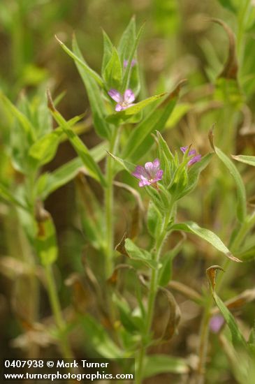 Epilobium pygmaeum (Boisduvalia glabella)