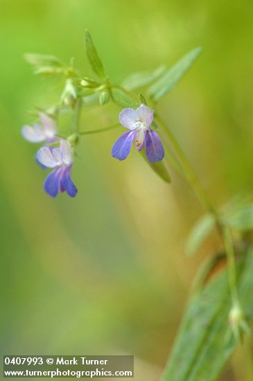 Collinsia rattanii