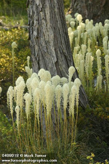 Xerophyllum tenax