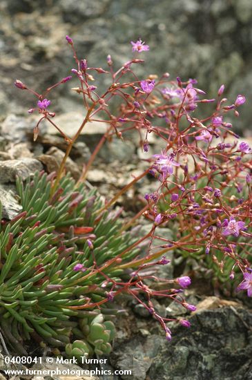 Lewisia leeana