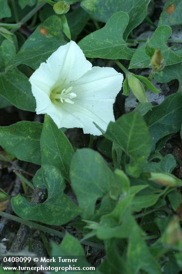 Calystegia occidentalis