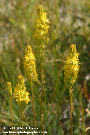 Narthecium californicum