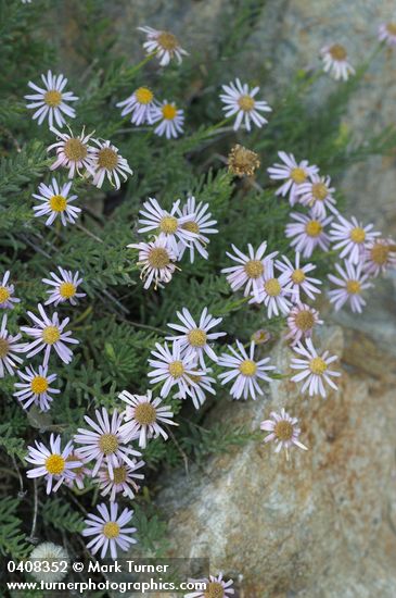 Erigeron breweri