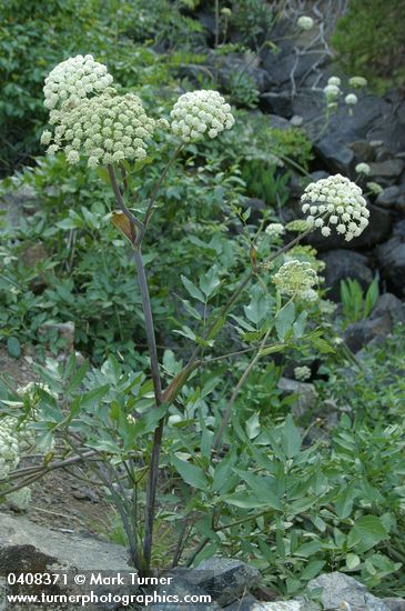 Angelica genuflexa