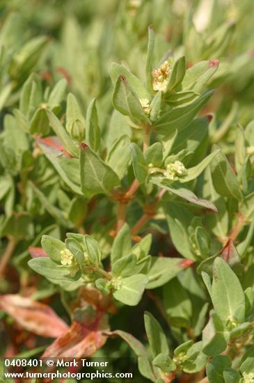 Polygonum davisiae