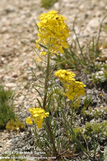 Erysimum capitatum