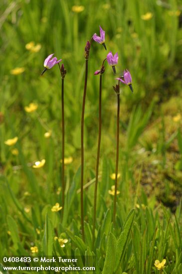 Dodecatheon alpinum