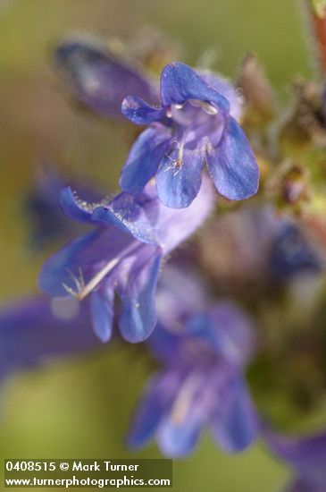 Penstemon anguineus