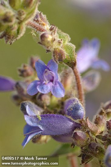 Penstemon anguineus