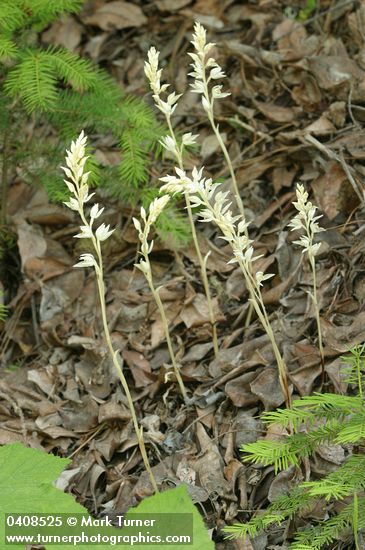 Cephalanthera austiniae