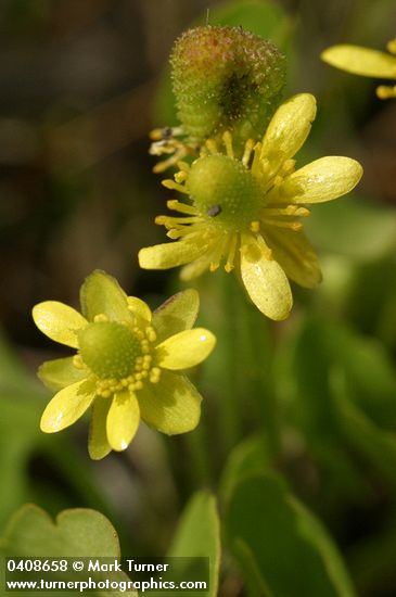 Ranunculus cymbalaria