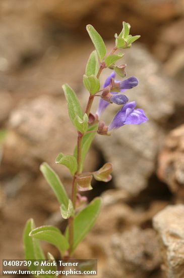 Scutellaria antirrhinoides