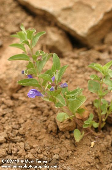 Scutellaria antirrhinoides