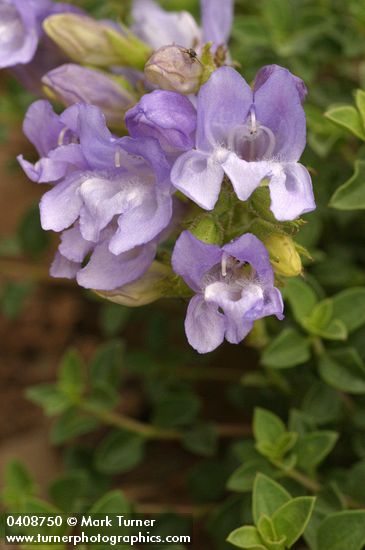 Penstemon davidsonii var. praeteritus