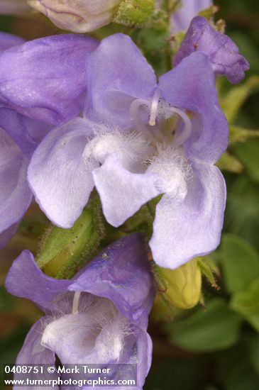 Penstemon davidsonii var. praeteritus