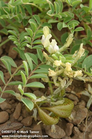 Astragalus lentiginosus