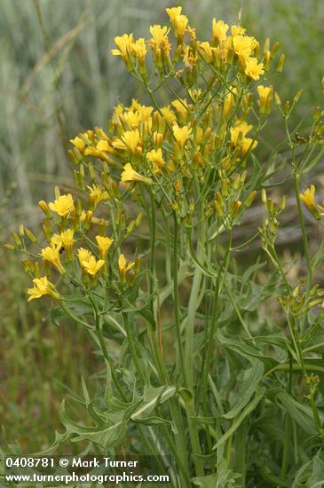 Crepis acuminata