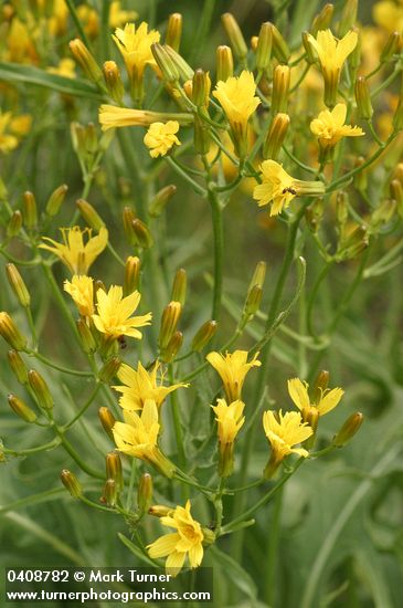 Crepis acuminata