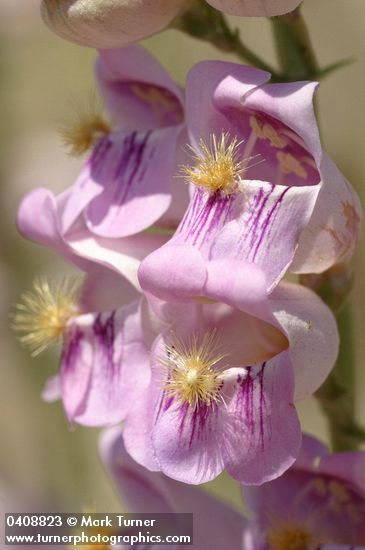 Penstemon palmeri