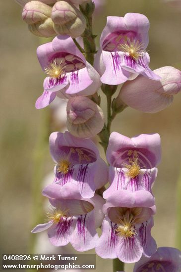 Penstemon palmeri