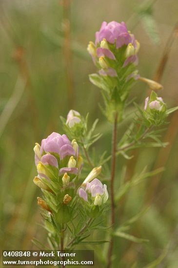 Orthocarpus tenuifolius