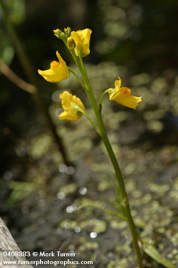 Utricularia macrorhiza (U. vulgaris)