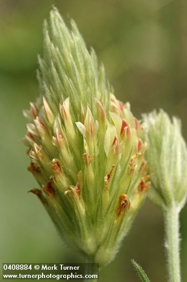 Trifolium plumosum