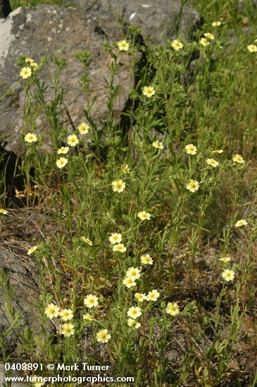 Potentilla recta